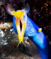 judged by Tal Mor who says...
Great pose, well taken. weekly hotshot click to zoom